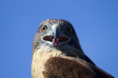 Red-tailed Hawk