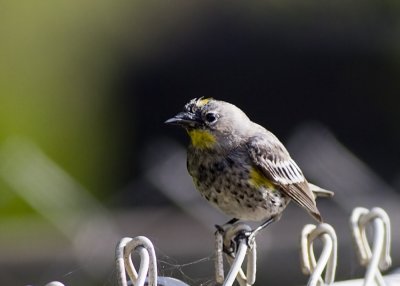 Yellow-rumped Warbler