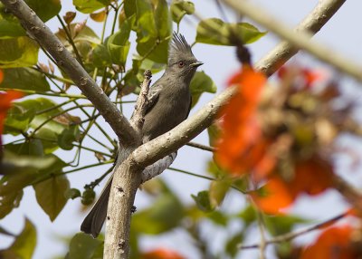 Phainopepla - female