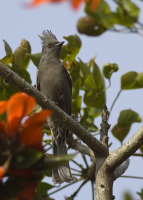 Phainopepla - female