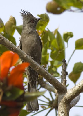 Phainopepla - female