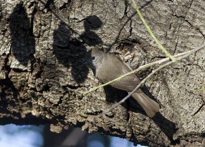 Oak Titmouse