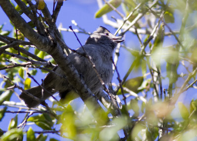 Oak Titmouse