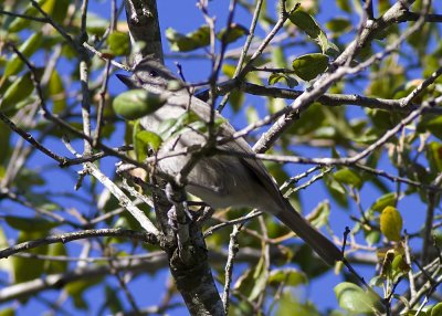 Oak Titmouse