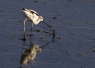 American Avocet