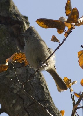 Oak Titmouse