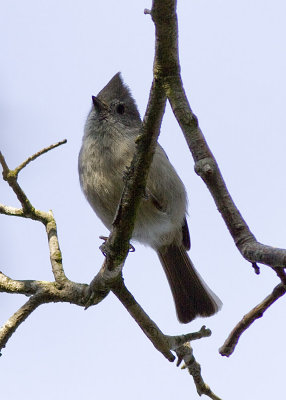 Oak Titmouse