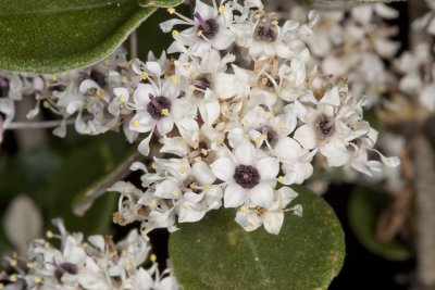 Hoary-leaf Lilac (Ceanothus crassifolius)