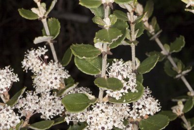 Hoary-leaf Lilac (Ceanothus crassifolius)