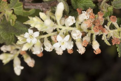 White-flowered Currant (Ribes indecorum)