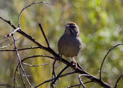 Rufous-crowned Sparrow