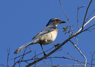 Western Scrub Jay