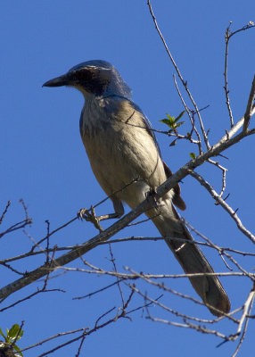 Western Scrub Jay