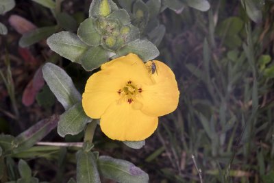 California Sun Cuo (Camissonia bistorta)