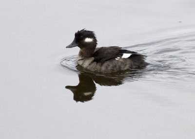 Bufflehead (female)