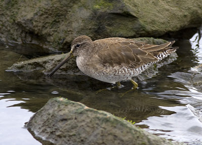 Short-billed Dowitcher