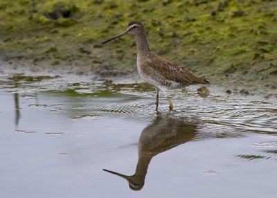 Short-billed Dowitcher