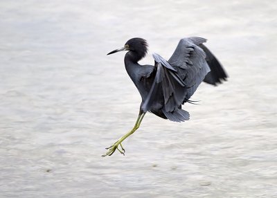 Little Blue Heron