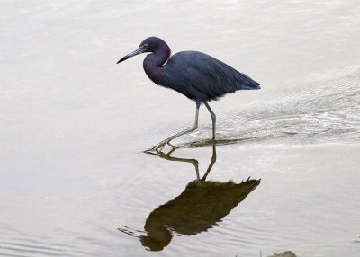 Little Blue Heron