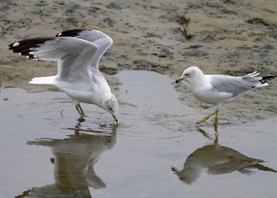 Ring-billed Gulls