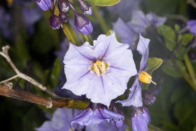 Parish Nightshade  (Solanum parishii)