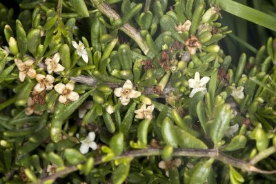 Coast Desert-Thorn (Lycium californicum)