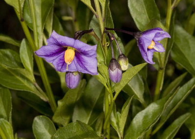 Parish's  Nightshade (Solanum parishii)