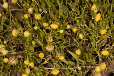 Brass Buttons (Cotula coronopifolia)