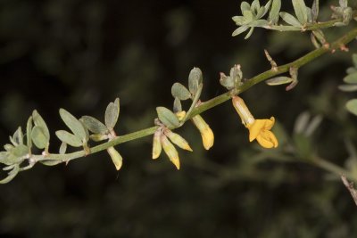 Deer Weed (Lotus scoparius)