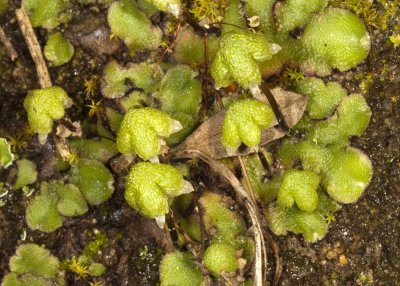 Liverworts - archegonia with sporophyte stage descending