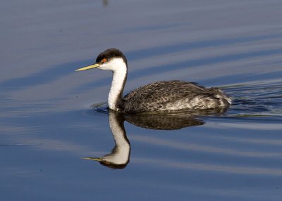 Westen Grebe