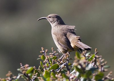 California Thrasher