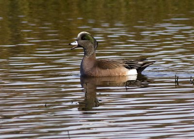 American Wigeon