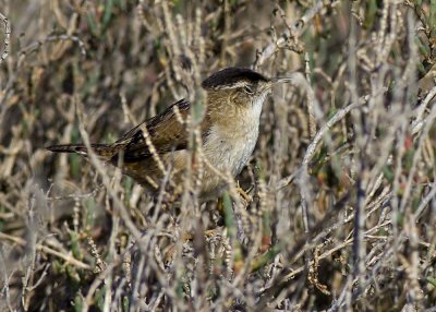 Marsh Wren