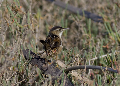 Marsh Wren
