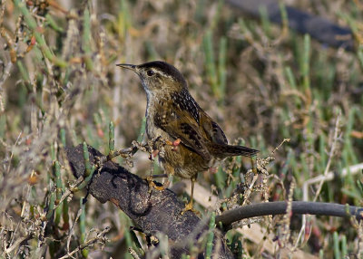 Marsh Wren