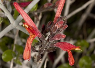 Chuparosa (Justicia californica)