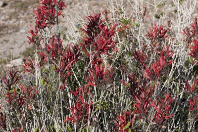 Chuparosa (Justicia californica)