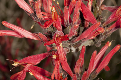 Chuparosa (Justicia californica)