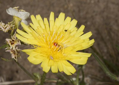 Desert Dandelion (Malacothrix californica)