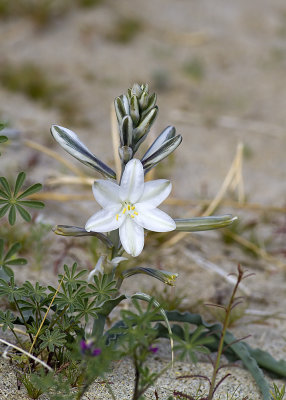 Desert Lily (Hesperocalis undulata)