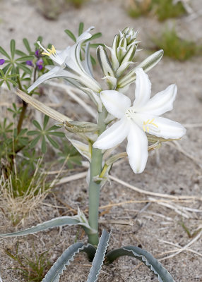 Desert Lily (Hesperocalis undulata)