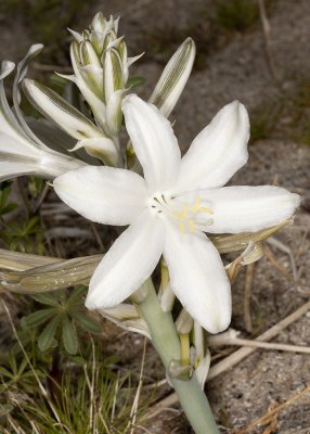 Desert Lily (Hesperocalis undulata)