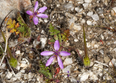 Long-beak Filaree (Erodium  botrys)