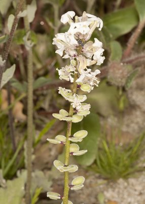 Desert Peppergrass (Lepidium flavum)