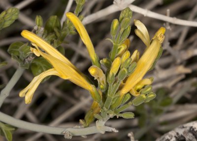 Yellow Chuparosa (Justicia californica)