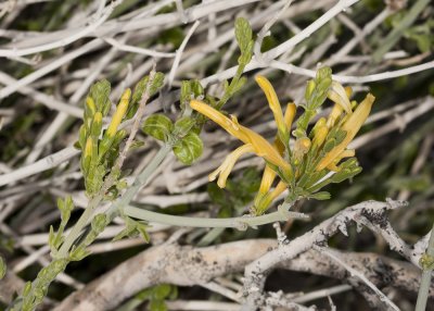 Yellow Chuparosa (Justicia californica)