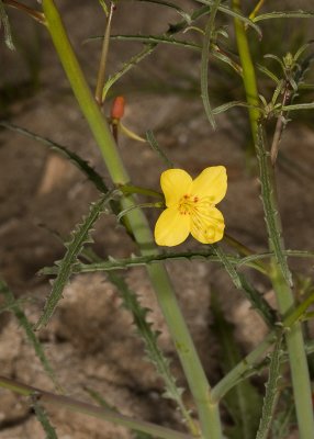 California Primrose (Eulobus californica)