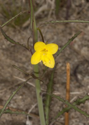 California Primrose (Eulobus californica)