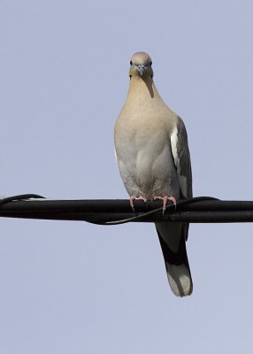 White-winged Dove